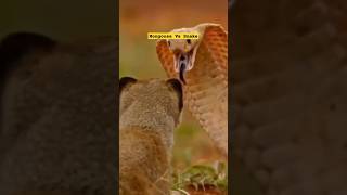 Mongoose Vs Snake 😱sciencefactsfacts shorts [upl. by Ennoid]