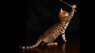 Toyger Cat USA [upl. by Erine470]