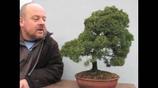 Bonsai YOU Can Make At Home [upl. by Bucella]