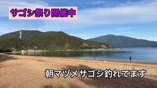 福井県敦賀でサゴシ祭り開催中。サゴシ沢山釣れてますよ。 [upl. by Perrie]