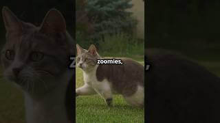 Why Do Cats Go Crazy Discover the Science Behind Cat Zoomies trending viralshort cat cutepets [upl. by Ettesel259]