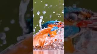 Kingfisher catching a fish 🐟🐠trending shortfish [upl. by Ediva155]