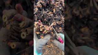 Paeonia lactiflora peony planting three rural areas fast moving [upl. by Ttennej]