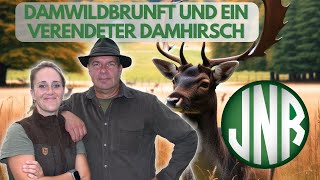 DAMWILDBRUNFT  FEUERSTEINFELDER UND EIN VERENDETER DAMHIRSCH [upl. by Shadow]