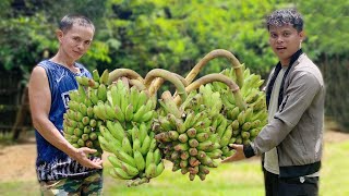 GREAT OUTDOORS  Ep3   Banana Harvest amp Building A Bamboo Trellis [upl. by Euf]