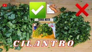 CILANTRO Cómo Conservar desinfectar y cortar correctamente 😉 [upl. by Bendix26]