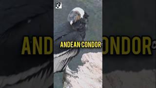 Andean CondorMajestic Giant bird December 2024pkfactoria birdsbirdlovers [upl. by Durand]