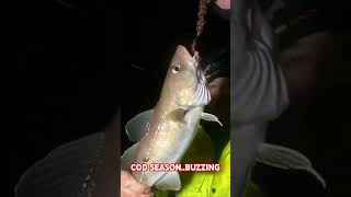 COD SEASON Buzzing fishing cod haddock [upl. by Adnowat]