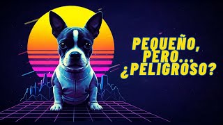 El secreto detrás del comportamiento de tu perro REVELADO [upl. by Grossman]