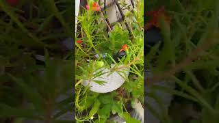 Sabse saste beautiful flowering plants [upl. by Toscano]