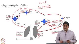 Oligosynaptic and Polysynaptic Reflexes Part  1 [upl. by Bannerman24]