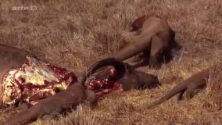 Wild Of Indonesia  Komodo Dragons eating Buffalo [upl. by Allicirp]