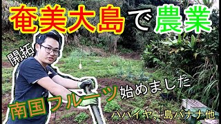 ガチ農業奄美で開拓した畑に南国フルーツや野菜の苗植えてみた！ [upl. by Server]