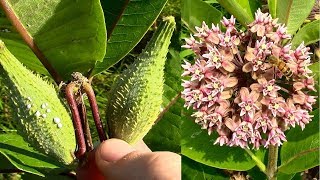 Wild Food Foraging Common Milkweed [upl. by Ardath]