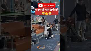 ये क्या हो गया टॉमी को 😂 ytshorts comedy funnyvideo dog [upl. by Myron]