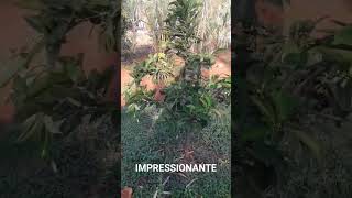 Impressionante roça vidanaroça rotinadeumamulherdocampo farturanaroça plantas diaadiadamul [upl. by Atinej]