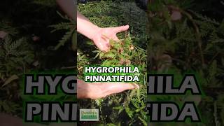 Converting Hygrophila Pinnatifida Update [upl. by Crystal]