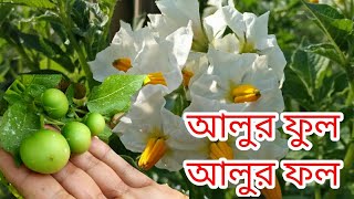 কিভাবে আলুর গাছে ফুলফল ধরিয়ে true potato seed এর মাধমে নতুন জাত তৈরি করে বাংলাদেশ কৃষিগবেষণা [upl. by Niamreg650]