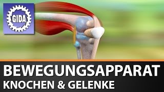 Trailer  Bewegungsapparat  Knochen amp Gelenke  Biologie  Schulfilm [upl. by Hanahs]