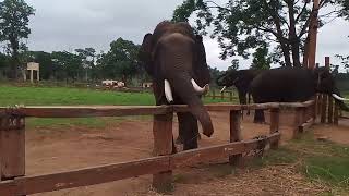 elephant 🐘 camp at coorg [upl. by Amehsyt]