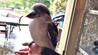 Wild kookaburra wants to stay on my arm when its raining [upl. by Milt]