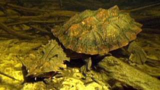 JeanMichel Cousteau dives with a mata mata turtle [upl. by Trauner206]