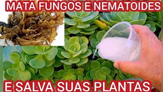 Produtos que matam fungosnematoides cochonilhas e salvam suas suculentas e plantas [upl. by Analeh592]