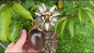 Passion flowers and fruit in container late summer update zone 7a [upl. by Koh]