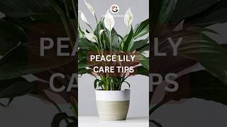 Peace Lily Care Tips indoorplant plantcare [upl. by Hedley]