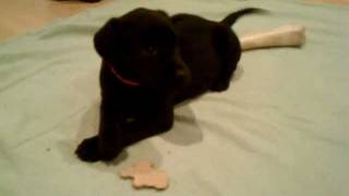 Black Labrador Retriever Puppy 48 Days Old Playing With Gingerbread Cookie [upl. by Hoeve415]