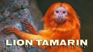 Lion tamarin monkey sounds [upl. by Aramaj]