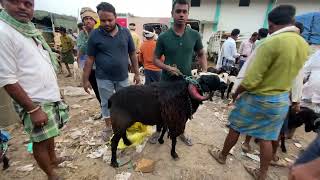 Chitradurga sheep and goat market update 2352024 every Thursday morning bazaar Karnataka Bangalore [upl. by Dnalro421]