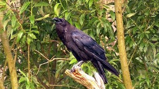 Kolkrabe Corvus corax [upl. by Nnil]