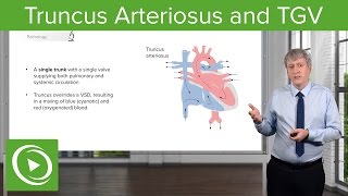 Truncus Arteriosus and TGV Pathology – Pediatric Cardiology  Lecturio [upl. by Ajim196]