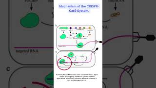 CRISPR CAS 9 Gene Editing GeneEditing Cas9 Biotechnology GeneticEngineering DNA [upl. by Thais]