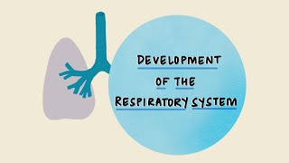 Development of the Respiratory System  Stages of Lung Development  Embryology [upl. by Shaver566]