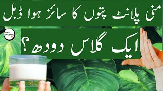 liquid fertilizer for money plant money plant ke liye best fertilizer [upl. by Roberta685]