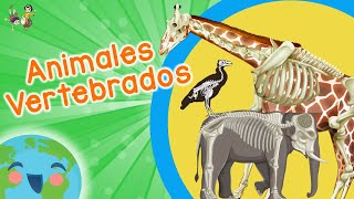 Animales Vertebrados para Niños Video Educativo para Niños [upl. by Criswell231]