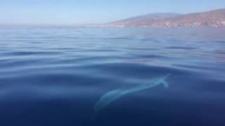 Delfines en la playa de El Zapillo [upl. by Nonek]