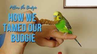 How We Tamed Our Budgie  Taming a New Bird [upl. by Lletnahs]