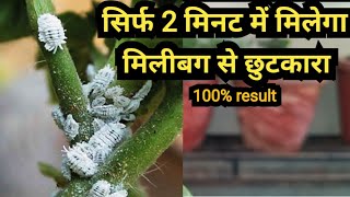 Remove mealybugs easily  मिलीबग खत्म करने का आसान तरीका  save your plant from mealybugs easily [upl. by Azral987]