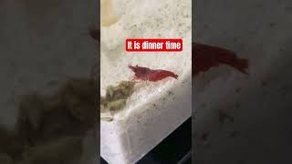 Shrimp life 🦐 fyp shrimp pets animals [upl. by Soule]