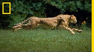 The Worlds Fastest Runner  National Geographic [upl. by Elvia]