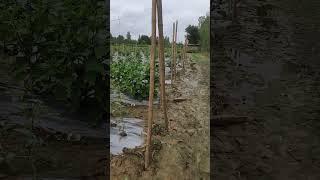 Grafted baigan aur tamator ki kheti shorts agriculture grafting [upl. by Iaht]