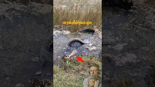 เรายังไม่ตุยน่ะนุด Alligator vs Python python alligator wildlife everglades shorts [upl. by Ynatterb]