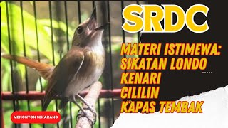 SRDC GACOR FULL ISIAN SIKATAN LONDO KENARI CILILIN KAPAS TEMBAK [upl. by Gatian288]