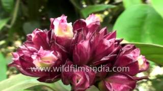 Strophanthus gratus  Climbing Oleander  Flowers of India [upl. by Hedwig654]