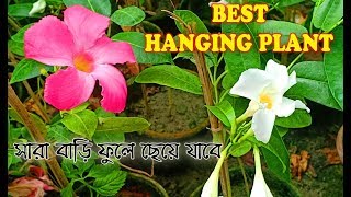 Wholesale mandevilla plant Market  How to care Mandevilla plant [upl. by Bussy]