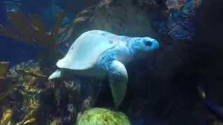 Kemps ridley sea turtle [upl. by Hedvah]