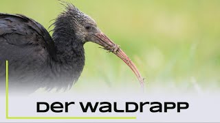 Der Waldrapp  Zwischenstopp in Hessen [upl. by Haidej]